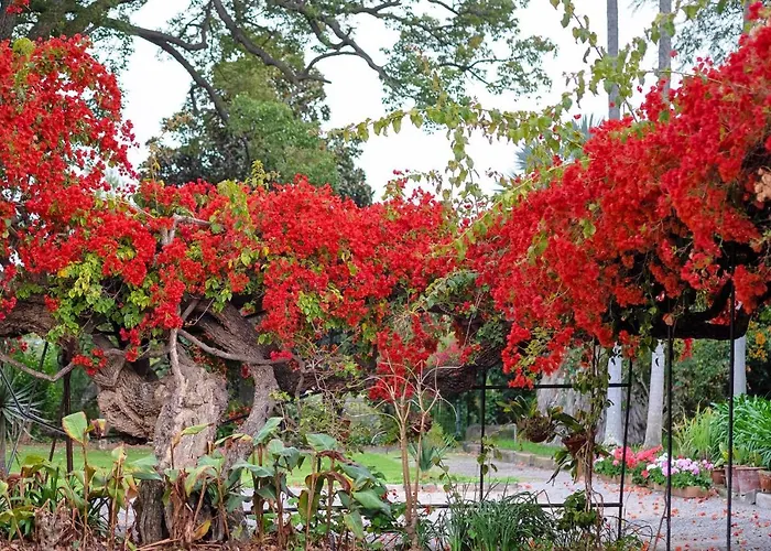 Ourmadeira - Loja Da Lenha, Charming